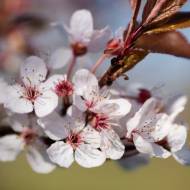 Саженец сливы Писарди в контейнере